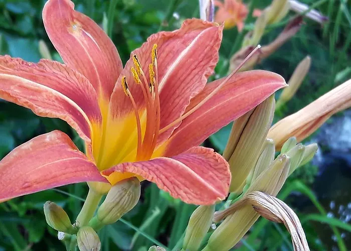 Farkas Piroska Vendeghaz Bogács