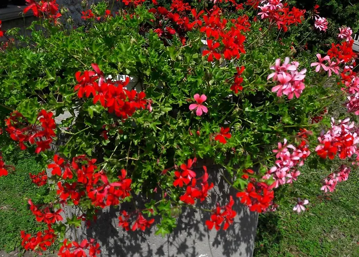 Farkas Piroska Vendeghaz *