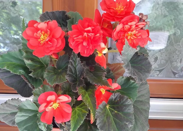 Semesterbostad Farkas Piroska Vendeghaz