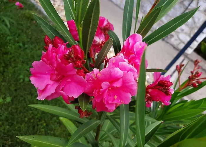 Farkas Piroska Vendeghaz